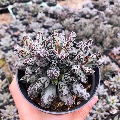 海豹水泡多肉有哪些常见品种？-图1