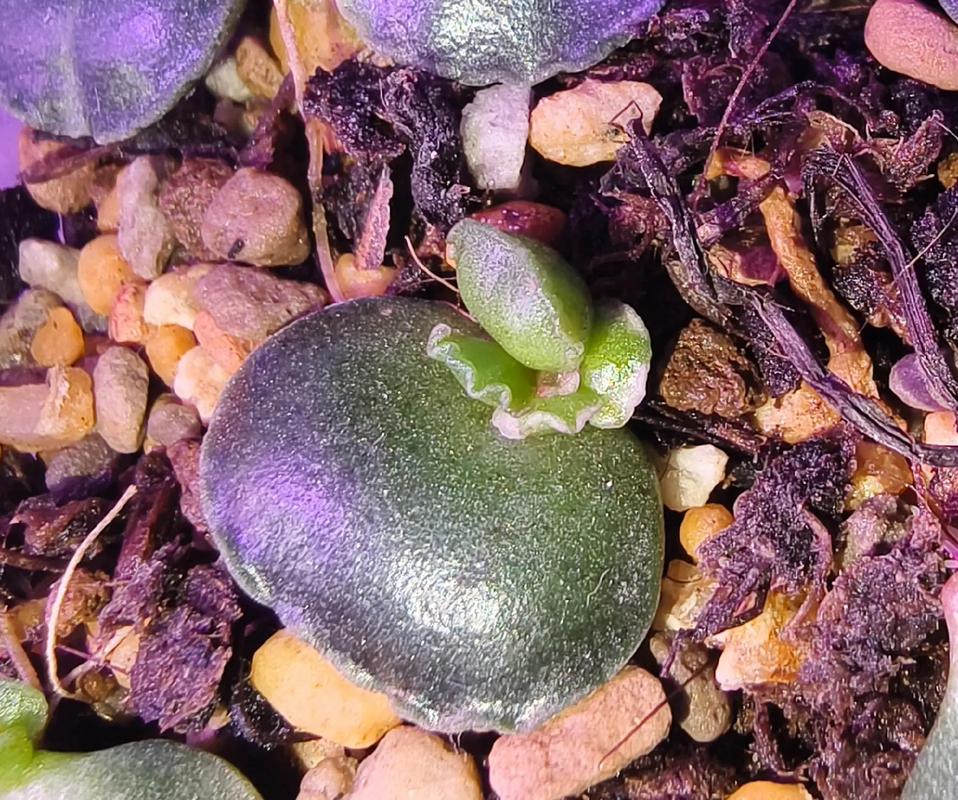 海豹水泡多肉有哪些常见品种？-图3