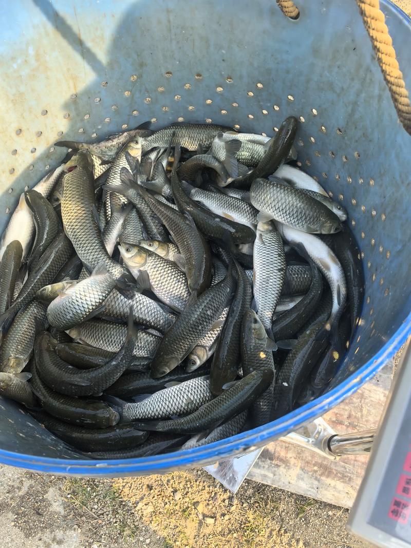 2025年草鱼苗价格会涨还是跌？-图3