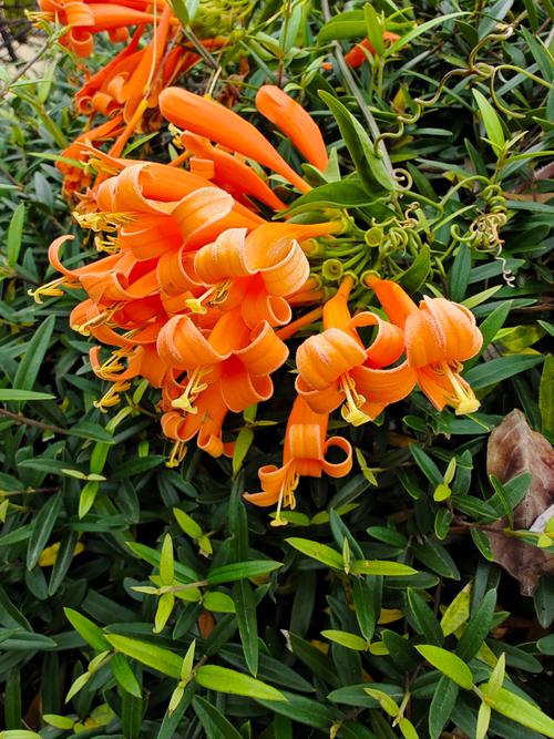 喜庆的花卉品种炮仗花-图1