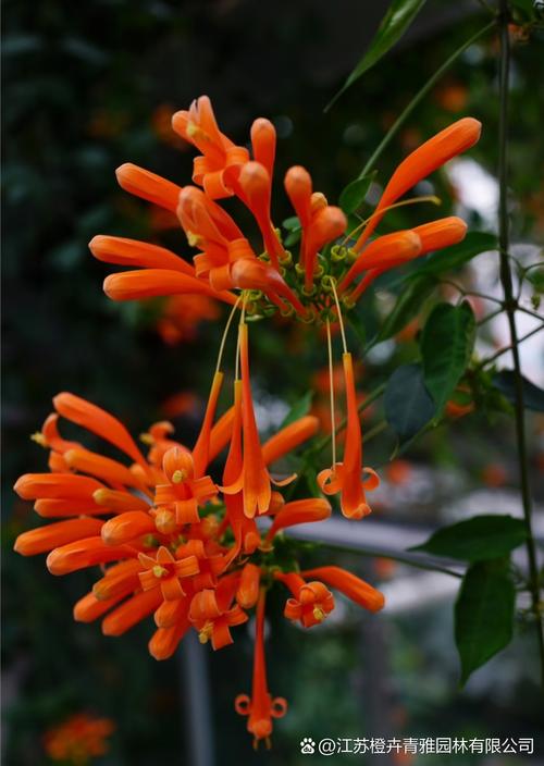 喜庆的花卉品种炮仗花-图2