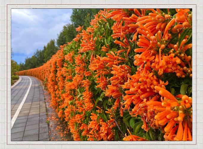喜庆的花卉品种炮仗花-图3