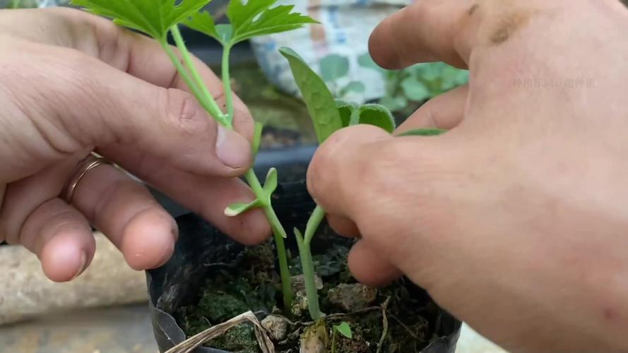 家庭盆栽苦瓜育苗技术-图2