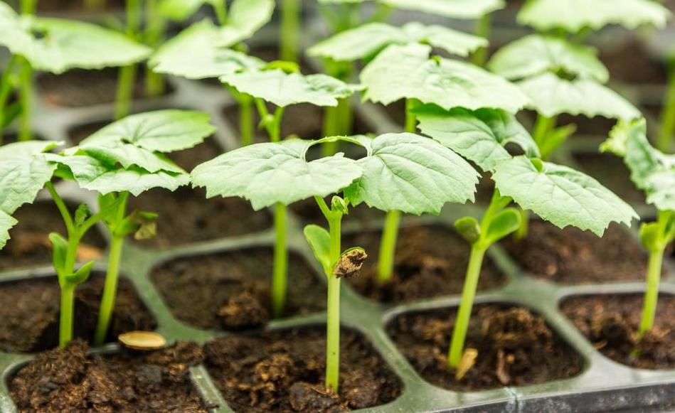 家庭盆栽苦瓜育苗技术-图3