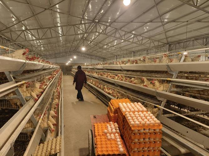 蛋鸡养殖技术视频全集有哪些要点？-图1