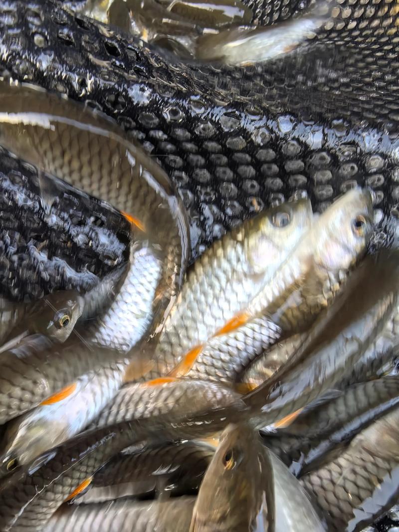 野生鱼苗养殖技术视频-图1 野生鱼苗养殖技术视频-图1