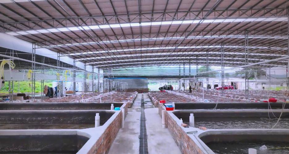 野生鱼苗养殖技术视频-图3 野生鱼苗养殖技术视频-图3