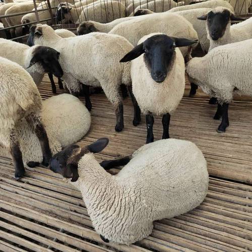 湖北适合养什么羊品种？-图1