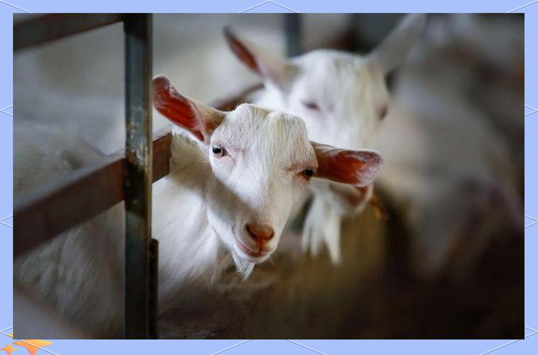 湖北适合养什么羊品种？-图2