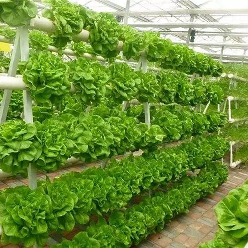 最新大棚青菜种植技术有哪些关键要点？-图2