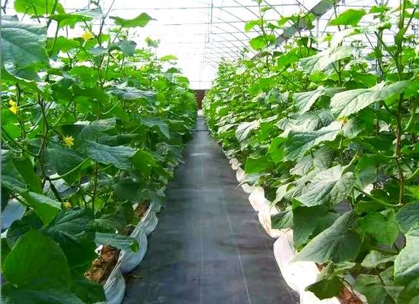 最新大棚青菜种植技术有哪些关键要点？-图3