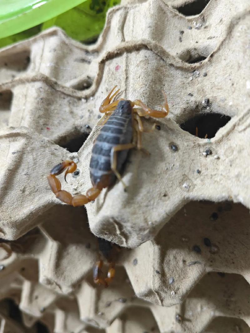 山东蝎子养殖技术要点有哪些？-图1