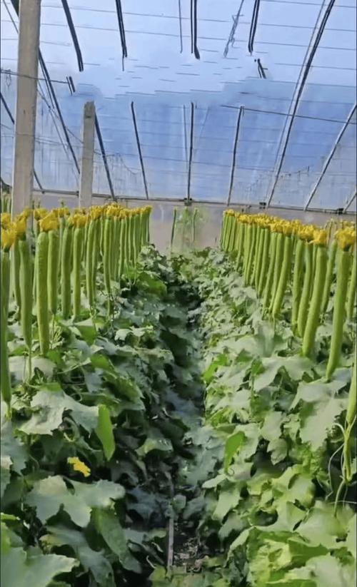 露地丝瓜如何高产高效栽培？-图1