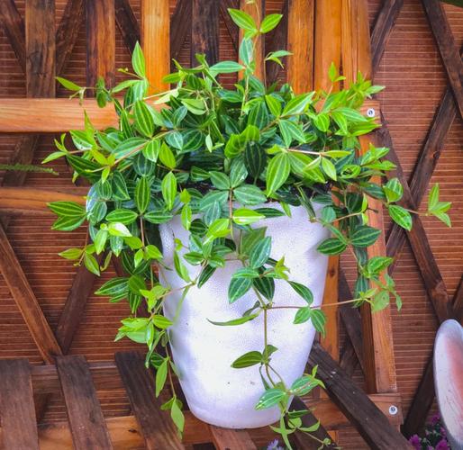 钻石翡翠植物怎么养才能爆盆？-图2