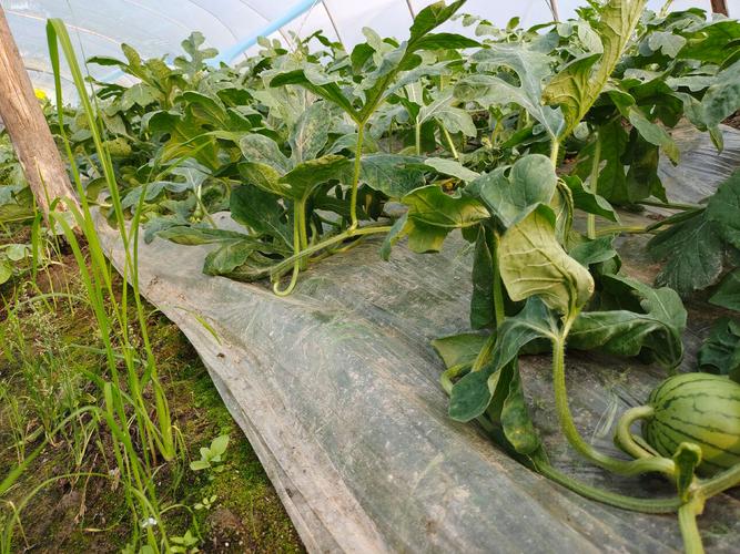 早春西瓜露地种植咋管理？-图1