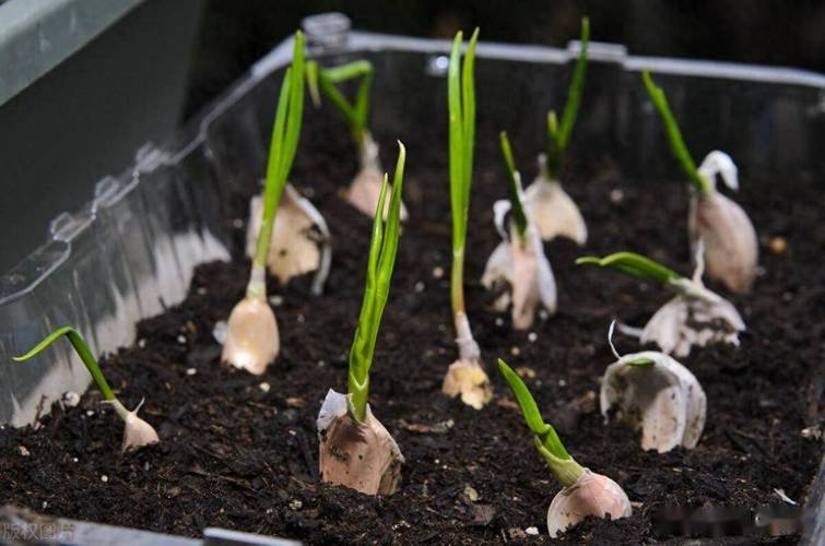 大蒜施肥技术视频，何时施肥最合适？-图3