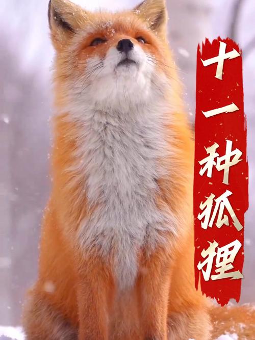 家养狐狸什么品种最好？-图1