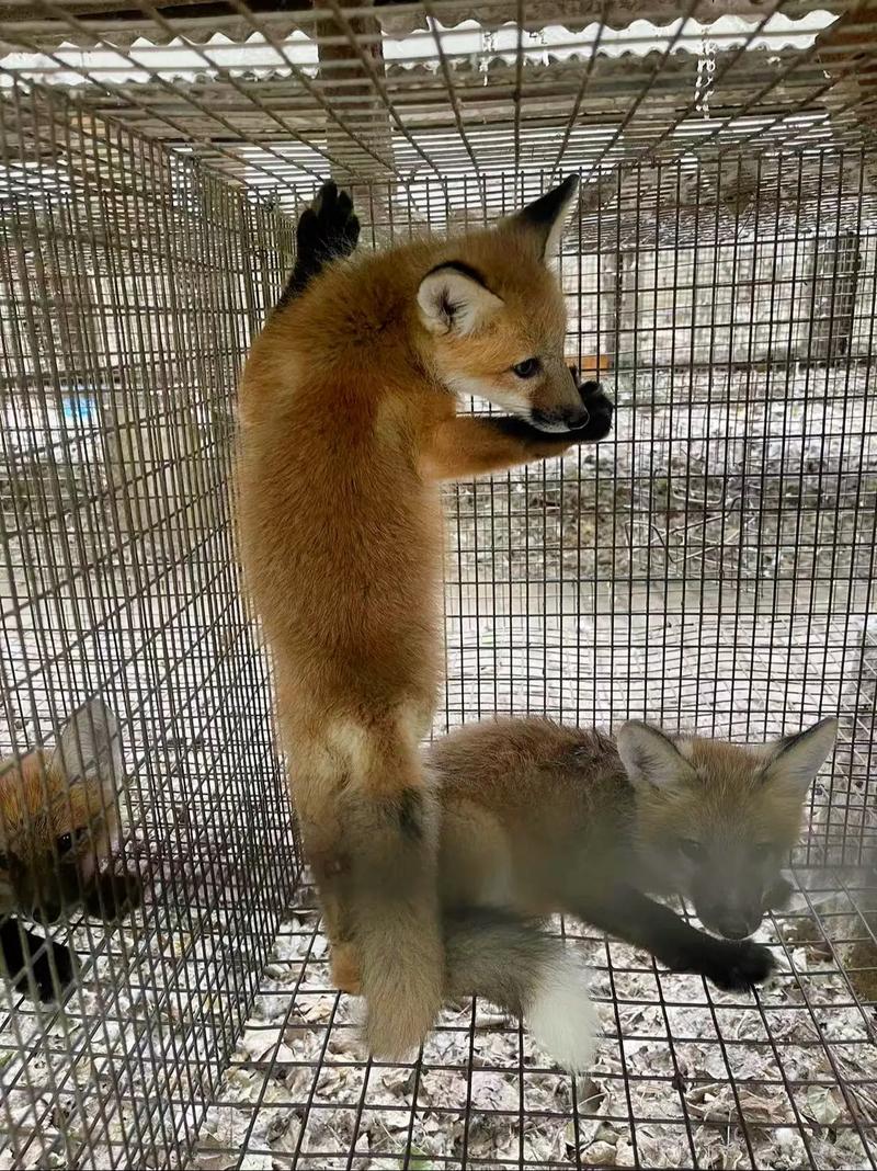 家养狐狸什么品种最好？-图2