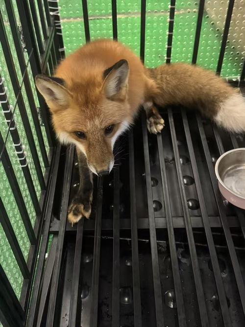 家养狐狸什么品种最好？-图3