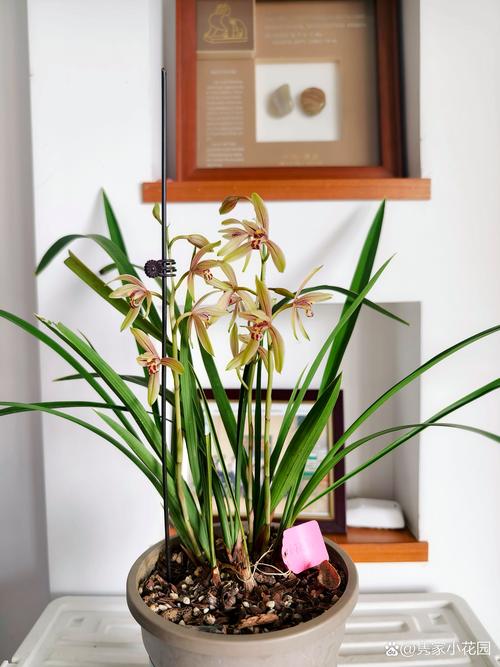 建兰小桃红品种有何特征？-图1