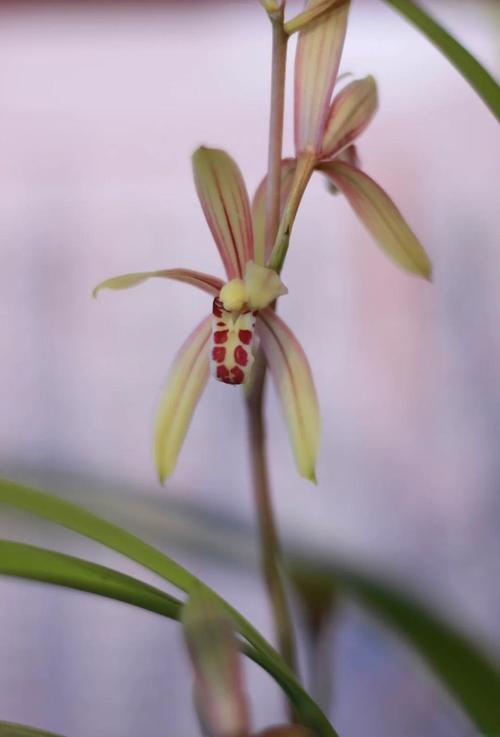 建兰小桃红品种有何特征？-图2