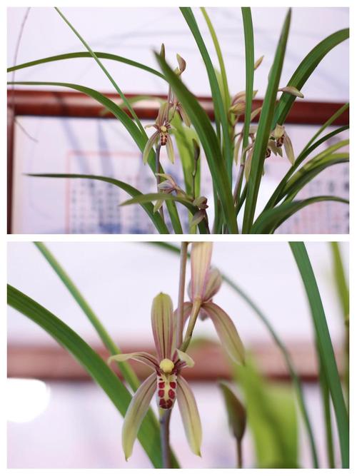 建兰小桃红品种有何特征？-图3