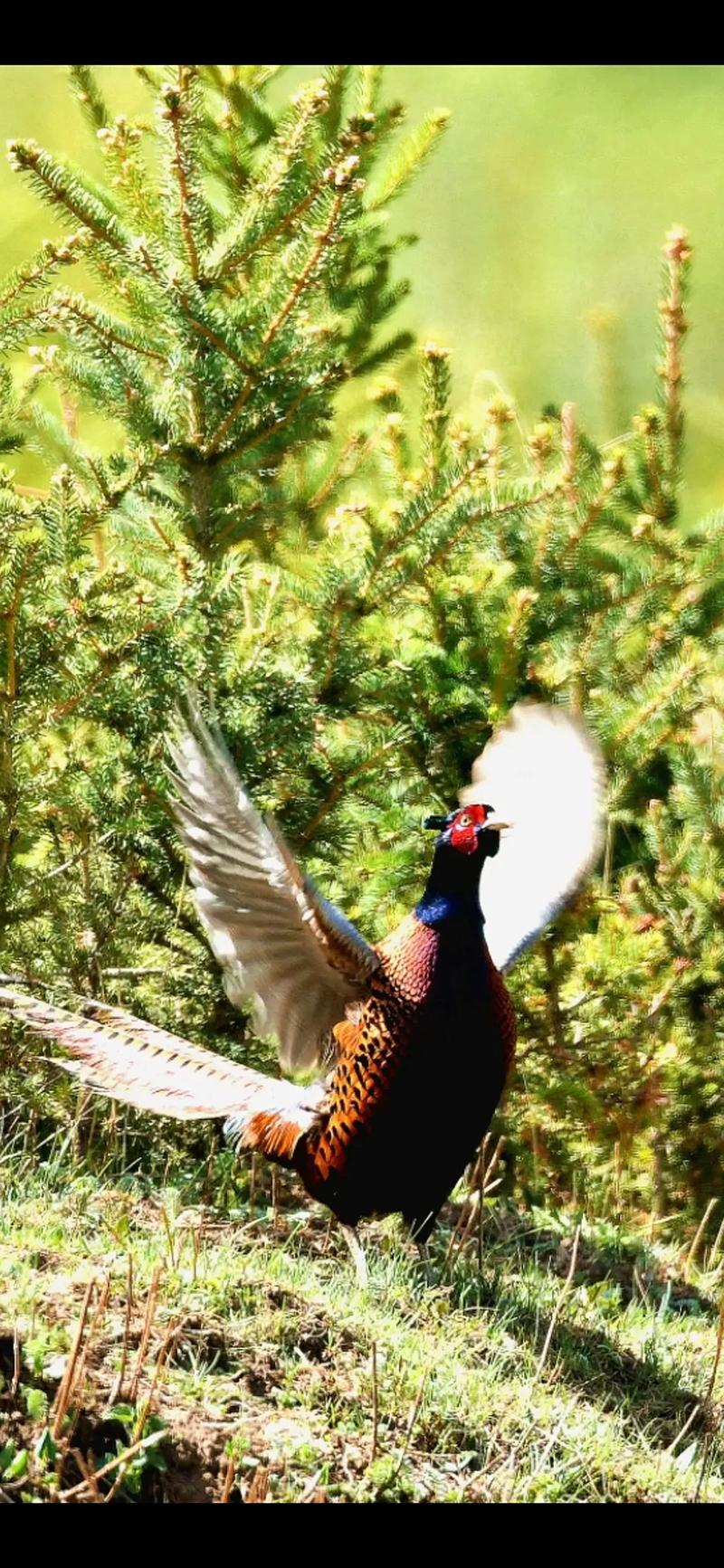 养殖最多的雉鸡品种是哪种?-图3 养殖最多的雉鸡品种是哪种?-图3