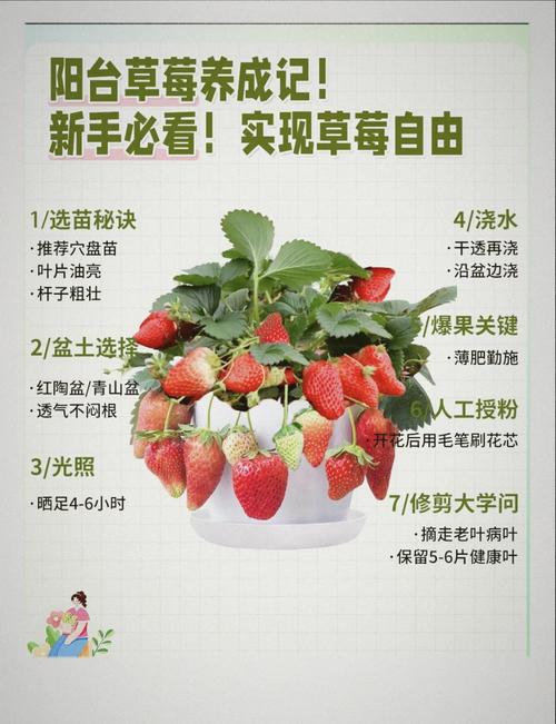 大棚有机草莓咋种才能高产优质?-图2 大棚有机草莓咋种才能高产优质?-图2