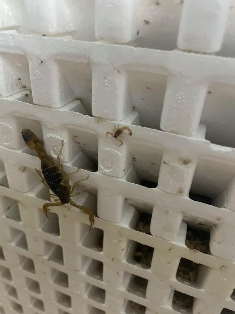 蝎子养殖技术哪里学？论坛经验靠谱吗？-图1