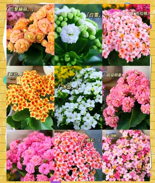 哪些长寿花品种最好看又好养？-图1