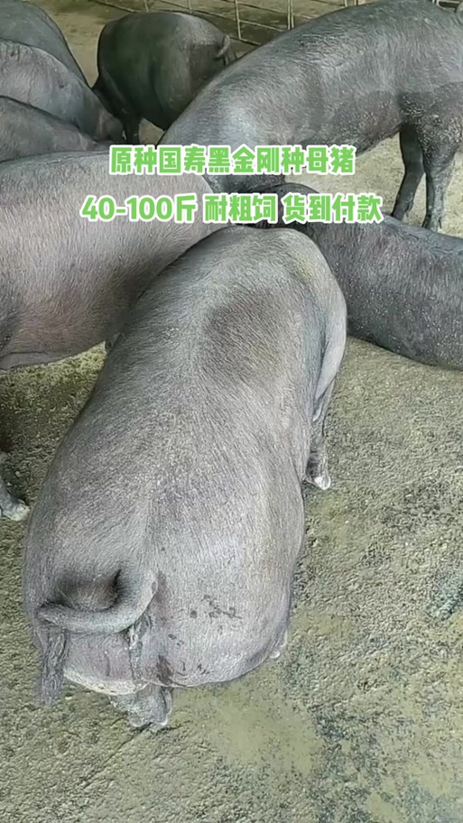 云南放养黑山母猪多少钱一头？-图3