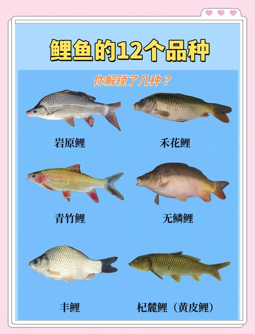 盘锦鲤鱼价格多少钱一斤？-图2