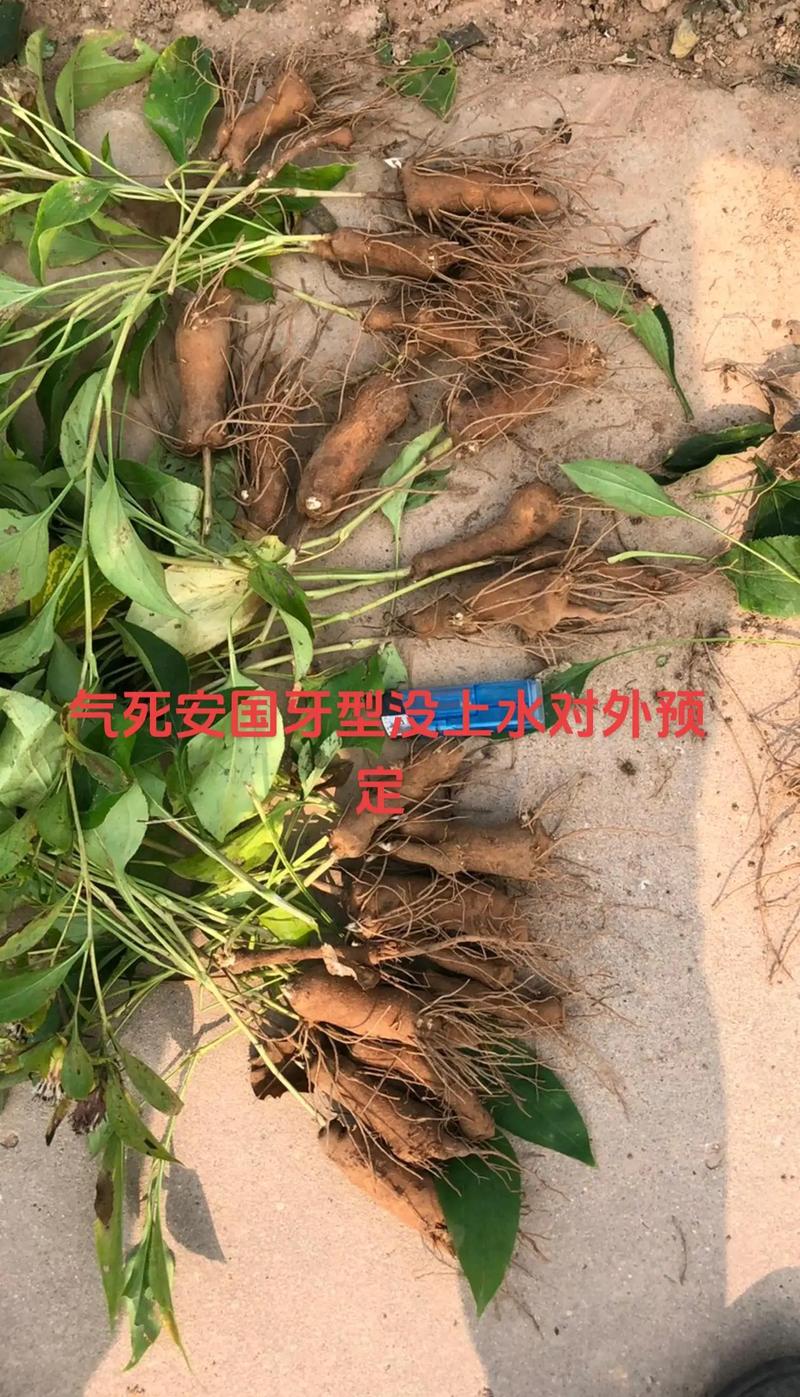 白芨种植视频怎么学才更高效？-图1