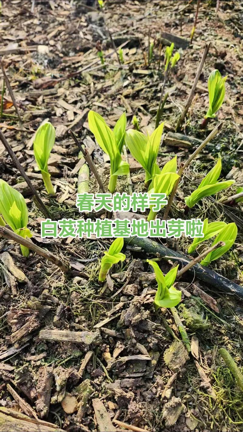 白芨种植视频怎么学才更高效？-图2