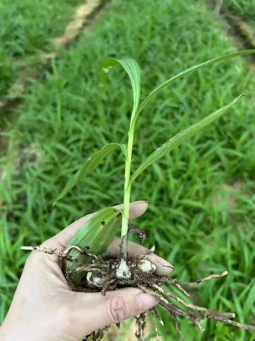 白芨种植视频怎么学才更高效？-图3