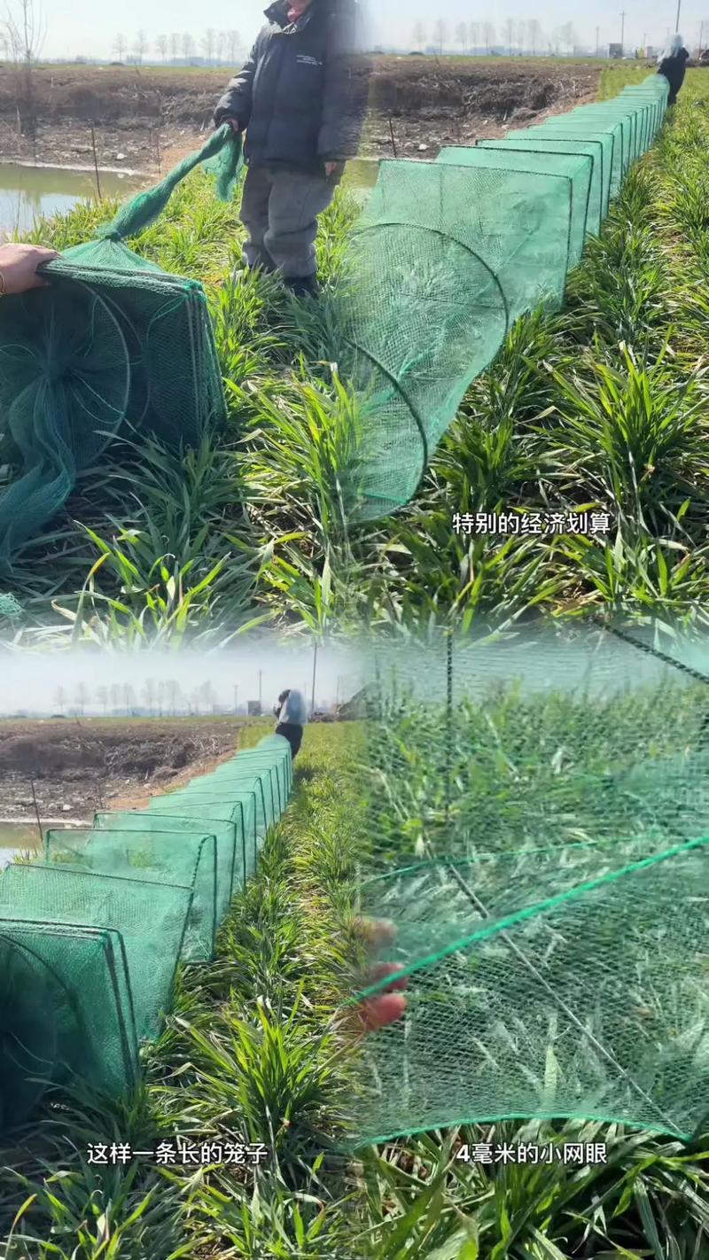 河虾网箱养殖技术视频怎么学？-图1