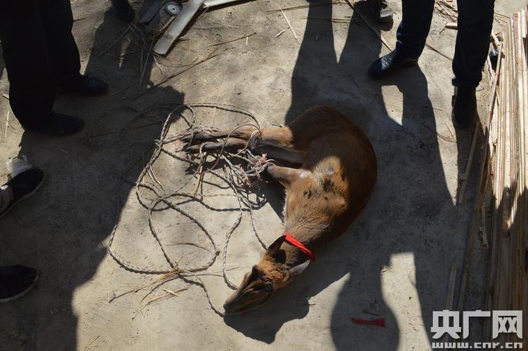 云南麂子种苗价格多少?-图1 云南麂子种苗价格多少?-图1