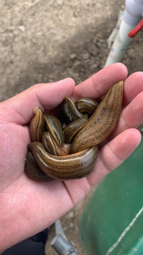 江苏野生水蛭有哪些常见品种？-图1