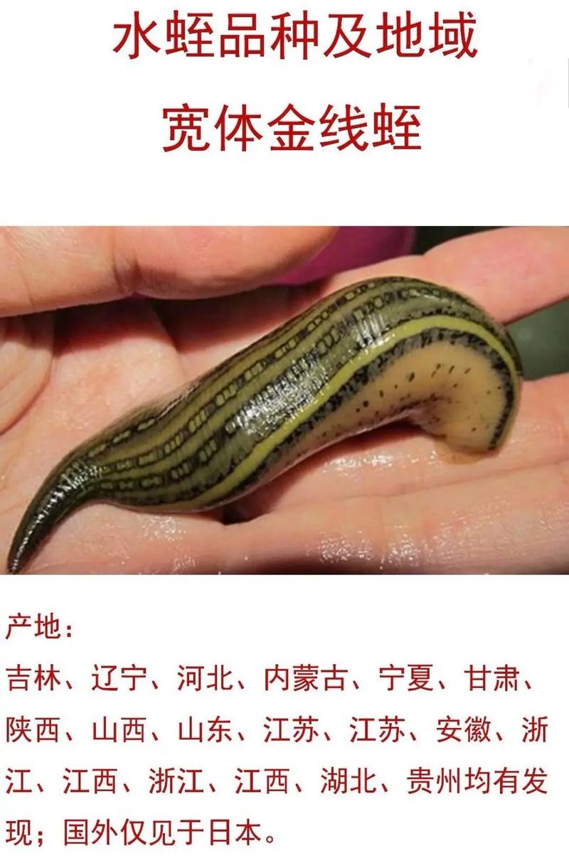 江苏野生水蛭有哪些常见品种？-图2