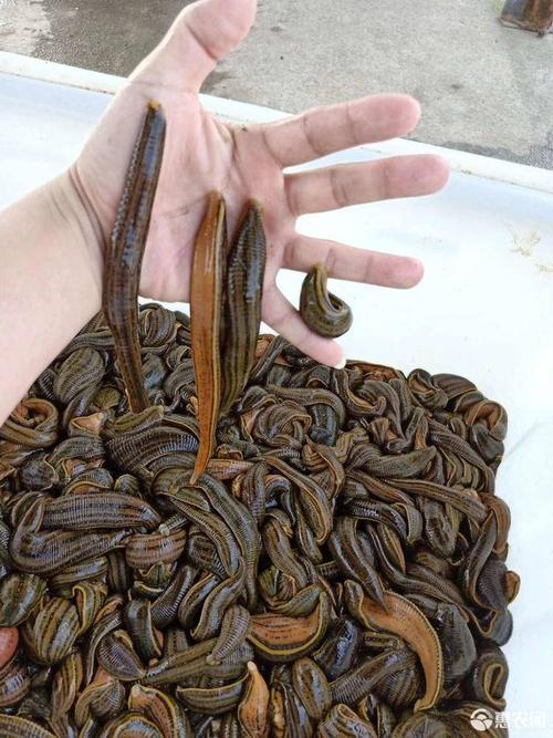 江苏野生水蛭有哪些常见品种？-图3
