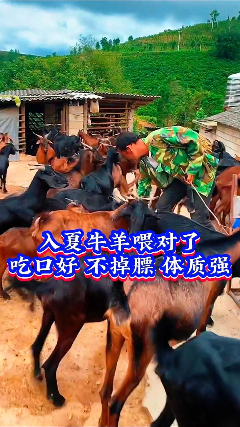 2025养羊技术有哪些新突破？-图1