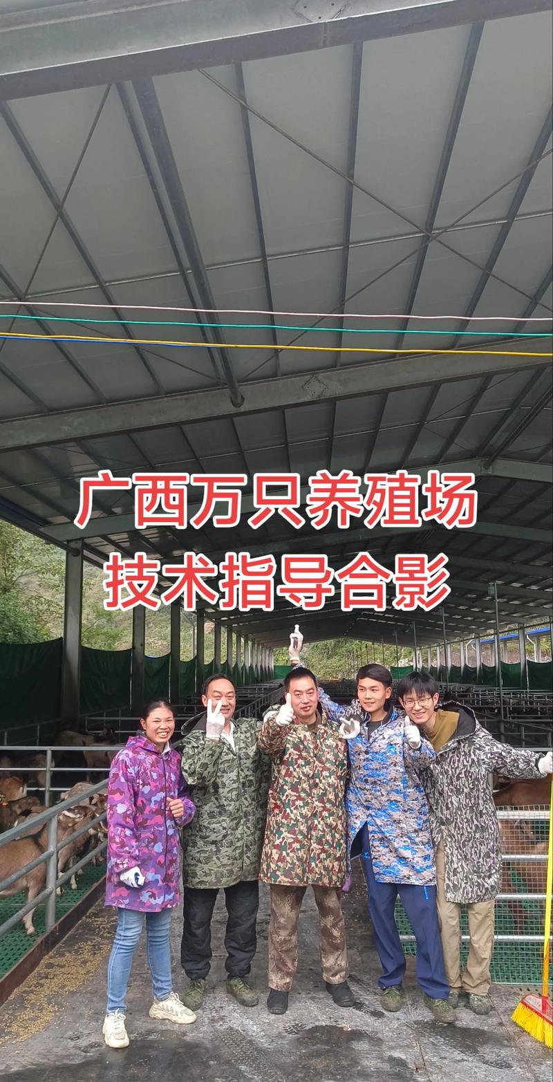 2025养羊技术有哪些新突破？-图2