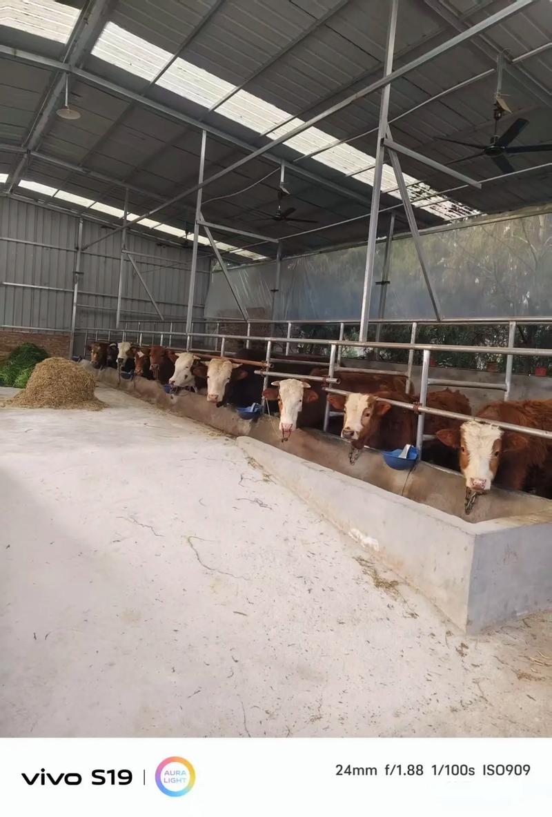 杭州牛饲料选什么？养牛技术怎么学？-图1