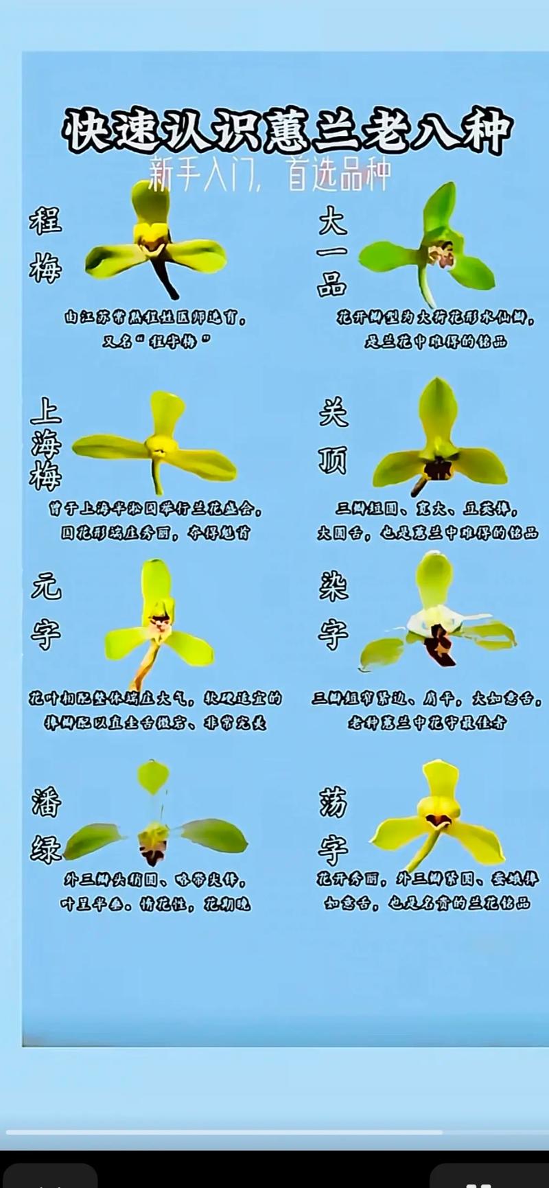 兰花传统品种有哪些？-图1