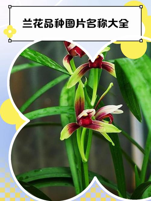 兰花传统品种有哪些？-图2