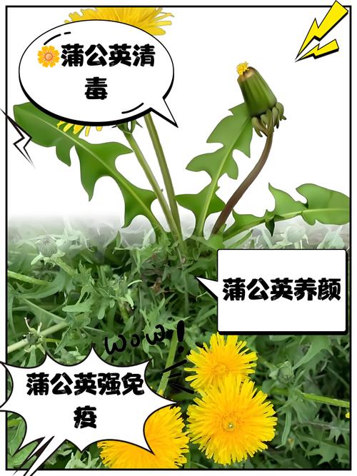 蒲公英种植技术及效益-图1