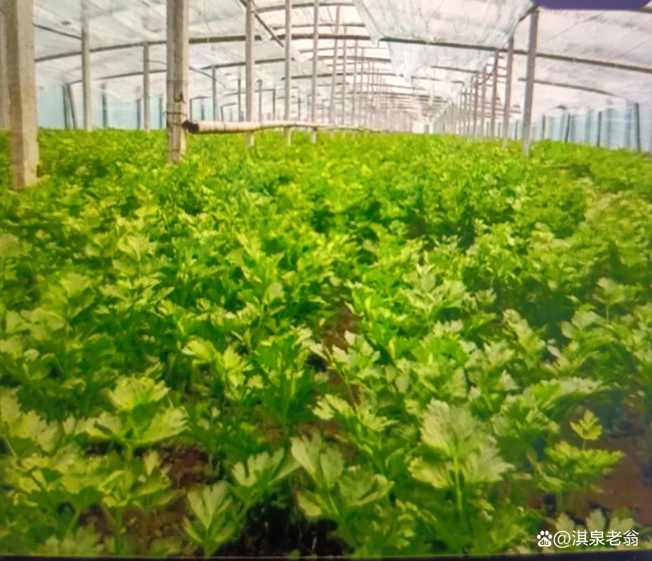 秋季大棚芹菜咋种植高产？-图3