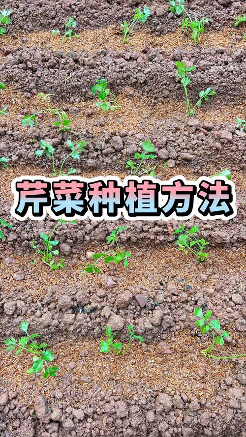 秋季大棚芹菜咋种植高产？-图2