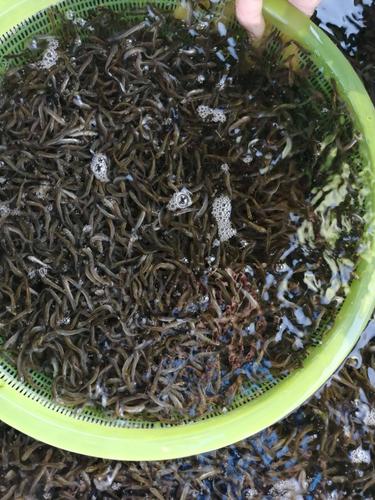 养殖野生泥鳅技术视频，关键步骤有哪些？-图2