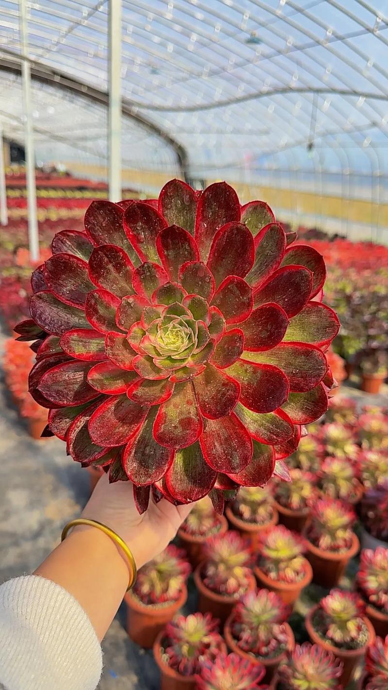 多肉法师哪个品种最值得入手？-图2